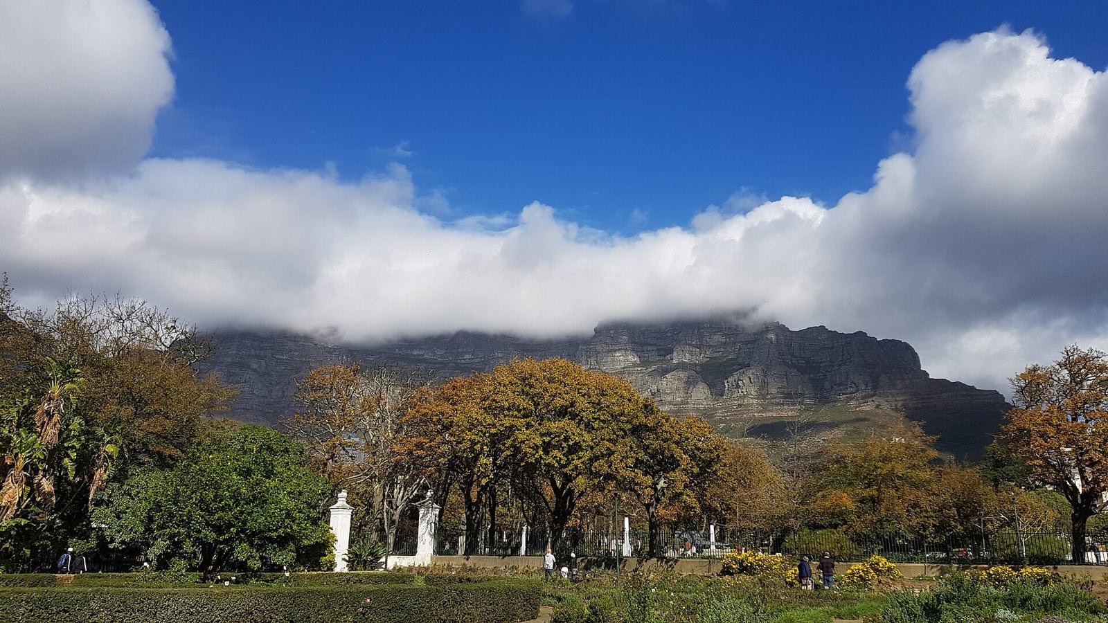 Table Mountain above Cape Town, seen from a garden in the city.